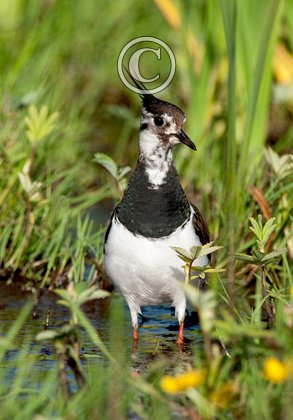 Lapwing in the Marsh 1